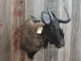 Shoulder Mount African Black Wildebeest Nice Clean Mount