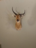 Shoulder Mount African Reedbuck Nontypical Horns