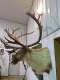 HIGH 300 Class Caribou shoulder Mount