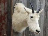 Shoulder Mount Mountain Goat