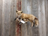 Full Body Mount Red Fox Relaxing On Driftwood