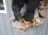 Half Body Mount Black Bear On Habitat Hanging Base
