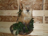 Full Body Mount Red Fox On Hanging Base