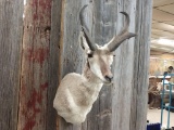 Shoulder Mount Antelope Ivory Horn Tips