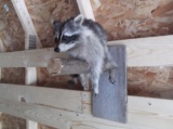 Full body Mount Raccoon On Hanging Base