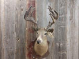 Vintage whitetail Shoulder Mount harvested1932