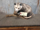 Full Body Mount Opossum On Driftwood