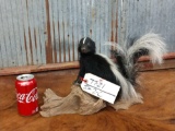 Full body mount juvenile skunk on driftwood