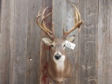Double Main Beam Shoulder Mount Whitetail