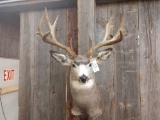 Big 5x5 Shoulder Mount Mule Deer With Flyers