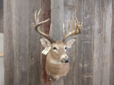 Shoulder Mount Whitetail 5x7