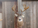 Massive 5x6 Whitetail Shoulder Mount