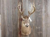 5x5 Double Main Beam Whitetail Shoulder Mount