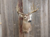 6x6 Shoulder Mount Whitetail