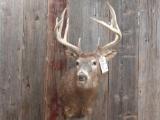 5x5 Whitetail Shoulder Mount