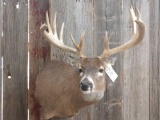 Whitetail Shoulder Mount