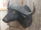 Shoulder Mount African Cape Buffalo Great Horns & Solid Bosses