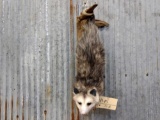 Full Body Mount Opossum Hanging By Tail