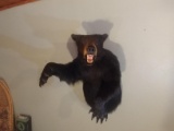 3/4 Body Mount 400 Pound Black Bear