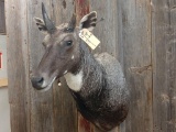 Indian Nilgai Shoulder Mount Left Horn Had Natural Damage