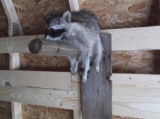 Full Body Mount Raccoon On A Log