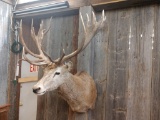 Big Non Typical Red Stag Shoulder Mount