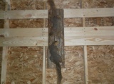 2 Big Fox Squirells On Slab Wood Hanging base