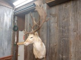 Blonde Fallow Deer Shoulder Mount BIG Antler Non Typical