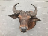 RARE Dwarf Forest Buffalo Shoulder Mount