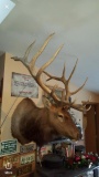 Famous Colorado Elk Shoulder Mount 401-3/8?