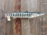 Reproduction Barracuda Fish Mount