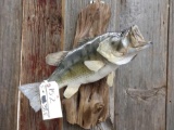 Largemouth Bass Fish Mount