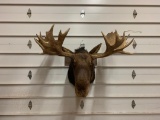 Vintage non typical Moose Shoulder Mount