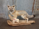 Full Body Mount Juvenile Grey Fox