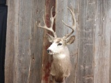 4x4 Shoulder Mount Mule Deer With Extras