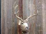 Nice 5x5 Mule Deer Shoulder Mount