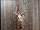 5x5 Mule Deer Shoulder Mount