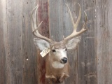 Nice 5x5 Mule Deer Shoulder Mount