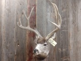 4x4 Mule Deer Shoulder Mount