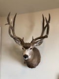 Beautiful huge Mule Deer Shoulder Mount 201-1/8?