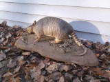 Full Body Mount Armadillo