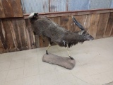 Full Body Mount African Nyala Unusual Specimen With Wiry Hair & Small In Size