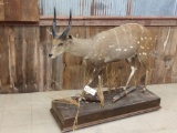 ?Full Body Mount African Bush Buck On Rolling Habitat Base