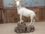 Full Body Mount Dall Sheep HUGE Horns !