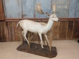 Full Body Mount Fallow Deer