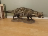 Full Body african Civet Cat