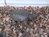 Big Full Body Mount Snapping Turtle