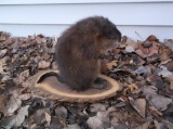 Full Body Mount Muskrat