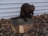 Full body Mount Beaver On Stump