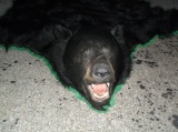 Huge Black Bear Rug